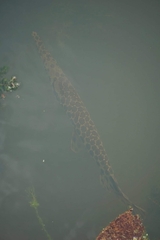 Lepisosteus oculatus