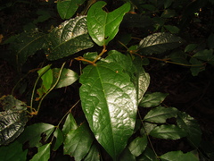 Aristolochia praevenosa
