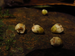 Diospyros pentamera