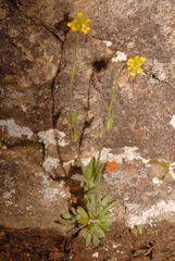 Draba aurea