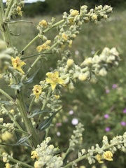 Verbascum lychnitis