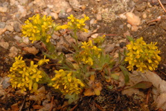 Draba streptocarpa