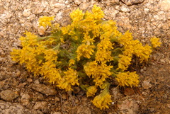 Draba streptocarpa
