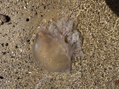Catostylus