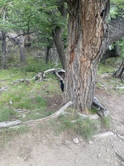 Campephilus magellanicus