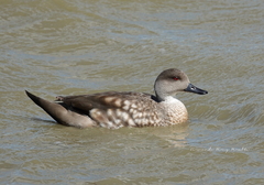 Lophonetta specularioides