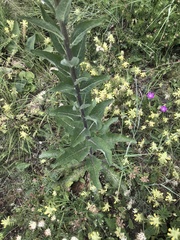 Verbascum lychnitis