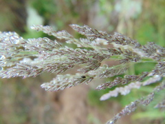 Muhlenbergia pubescens