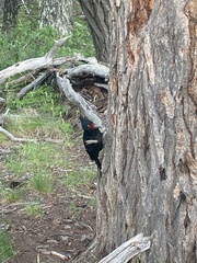 Campephilus magellanicus