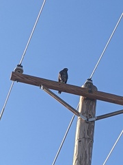 Parabuteo unicinctus