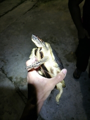 Rhinoclemmys punctularia