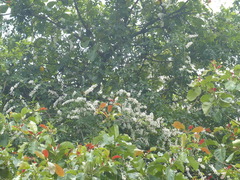 Derris scandens