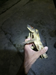 Rhinoclemmys punctularia