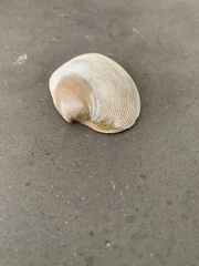 Tapes conspersus