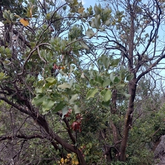 Cryptocarya alba
