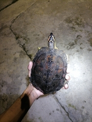 Rhinoclemmys punctularia