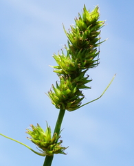 Carex otrubae