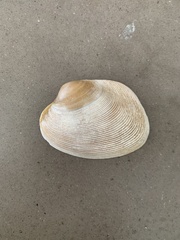 Tapes conspersus
