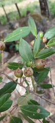 Psidium