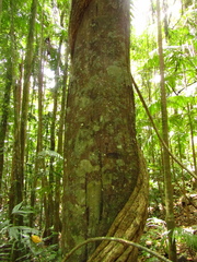 Diospyros pentamera