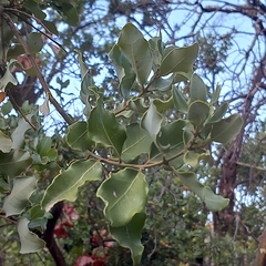 Cryptocarya alba
