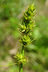 Carex otrubae
