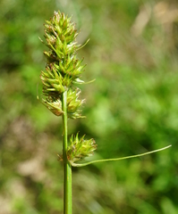 Carex otrubae