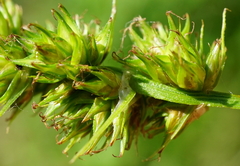 Carex otrubae
