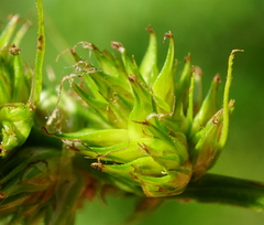 Carex otrubae