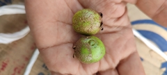 Psidium