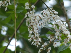 Derris scandens
