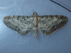 Gymnoscelis rufifasciata