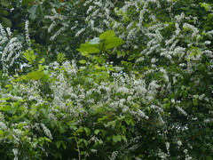 Derris scandens