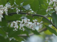 Derris scandens
