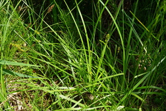 Carex otrubae
