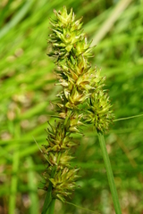 Carex otrubae