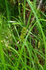 Carex otrubae
