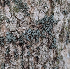Phaeophyscia rubropulchra