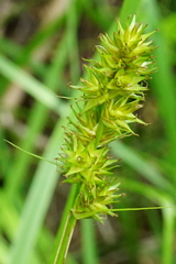 Carex otrubae