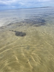 Trygonorrhina dumerilii