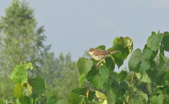 Curruca communis communis