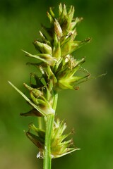 Carex otrubae