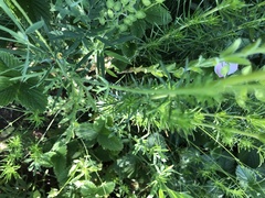 Papaver dubium