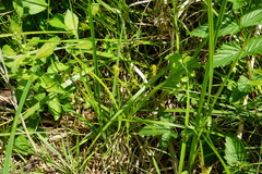 Carex otrubae