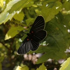 Melanis acroleuca acroleuca