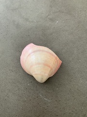 Bivalvia