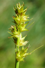 Carex otrubae