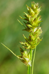 Carex otrubae