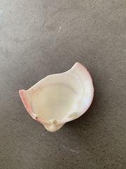 Bivalvia
