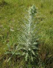 Ptilostemon afer afer